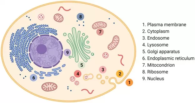 Key cellular compartments diagram showing nucleus, mitochondria, endoplasmic reticulum, Golgi apparatus, lysosomes, peroxisomes, and plasma membrane in a eukaryotic cell